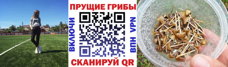 гидра ССЫЛКА  Аша  Галлюциногенные грибы GOLDEN TEACHER 